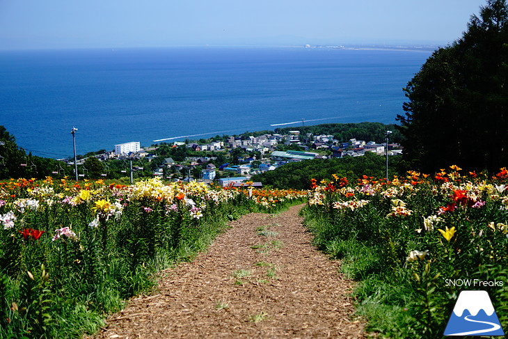 北海道最大級、213万輪のゆりの花！『オーンズ春香山ゆり園』